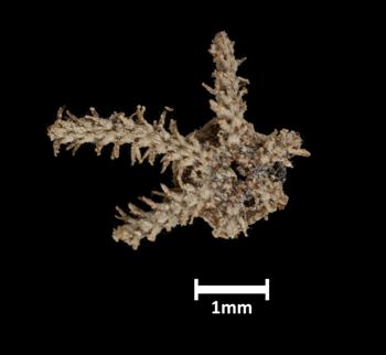 Media type: image;   Invertebrate Zoology OPH-1242 Description: Bottom of brittle star with mouth visible.;  Aspect: ventral